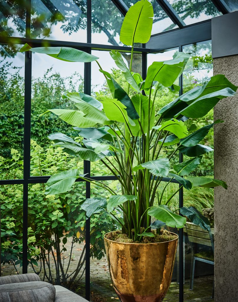 grote Strelitzia kunstplant