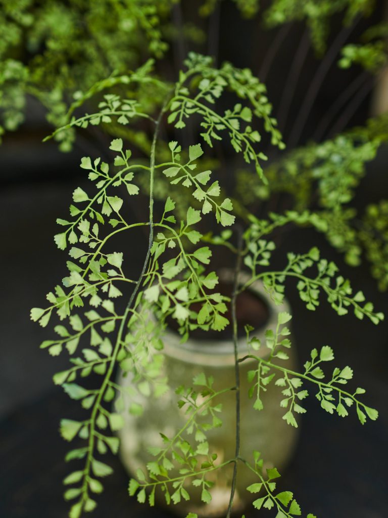 Detailfoto Adiantum kunstplant Silk-ka