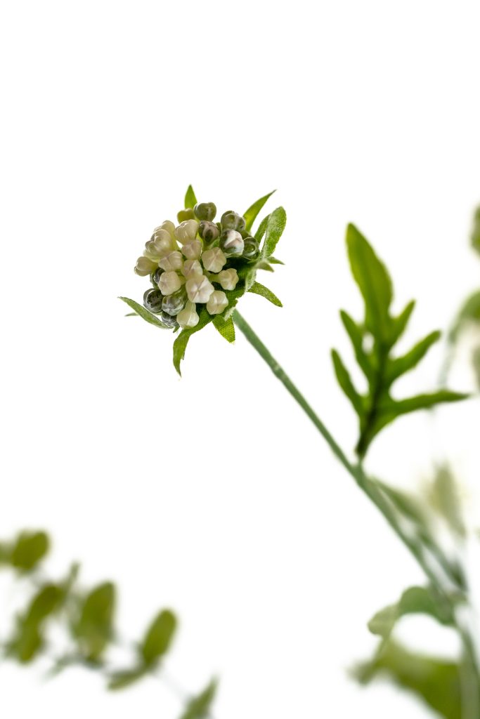 kunsttak Scabiosa