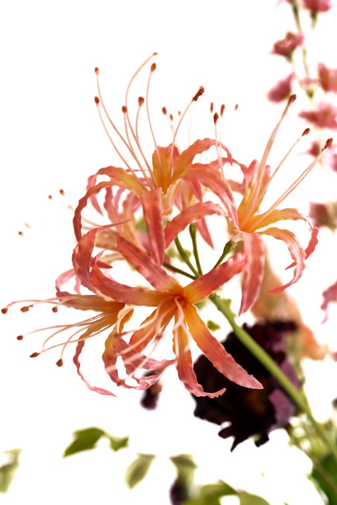 kunstbloem nerine