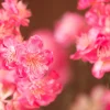 Blossom Bliss 3