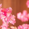 Blossom Bliss 4