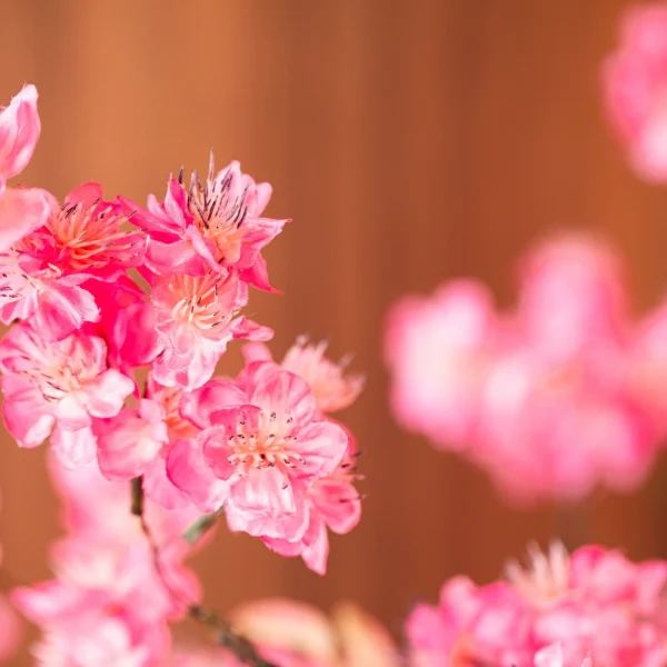 Blossom Bliss 4