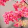 Blossom Bliss 7