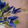 Blue Sky 2