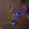 Blue Sky 3