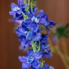 Blue Sky 5