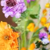 Bold & Blooming 7