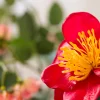 Camelia Royale 1