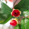 Camelia Royale 4