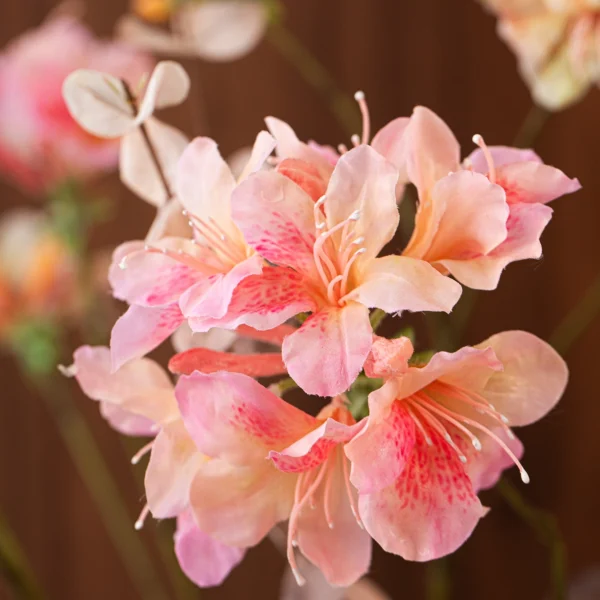 Champagne Bloom 3