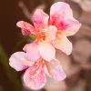 Champagne Bloom 7