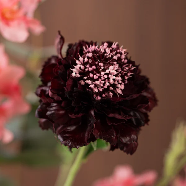 Coral Sensation 4