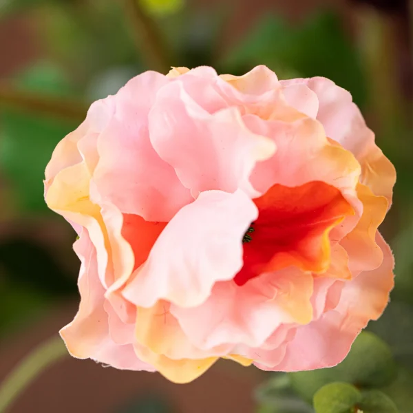 Coral Sensation 5