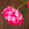 Coral Sensation 6