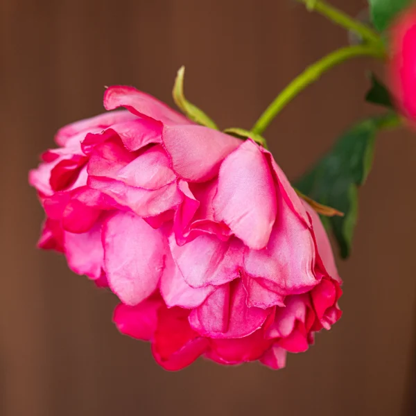 Coral Sensation 6