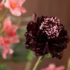 Coral Sensation 9