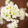 Delicate Blossem 3