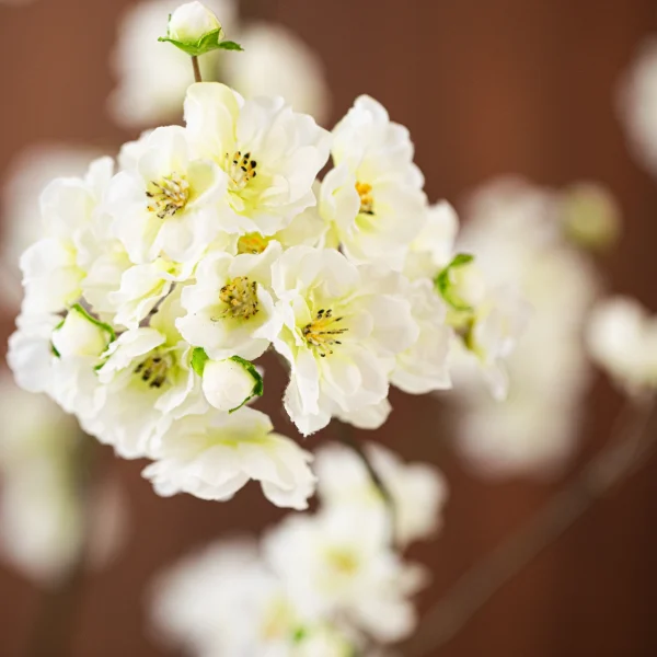 Delicate Blossem 3