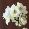 Delicate Blossem 4