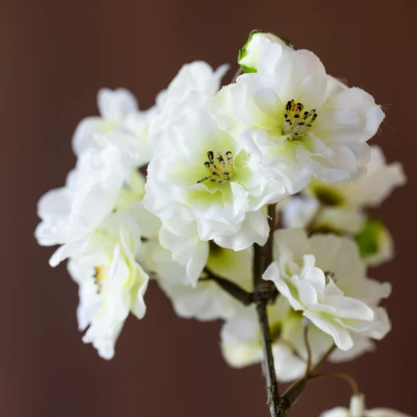 Delicate Blossem 4