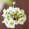 Delicate Blossem 5