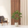 Ficus 120cm 1