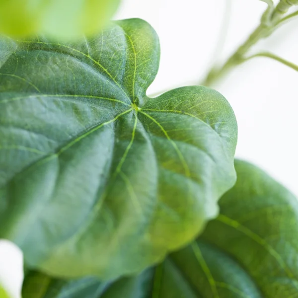 Ficus 120cm 3