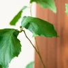 Ficus 120cm 5
