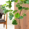 Ficus 120cm 6
