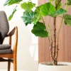 Ficus 120cm 7