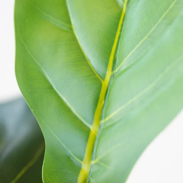 Ficus Lyrata 120cm 3