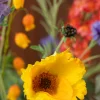 Floral Prestige 3