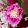Fuchsia Finesse 3