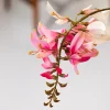 Fuchsia Finesse 4