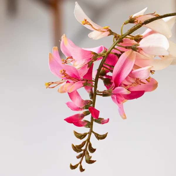 Fuchsia Finesse 4