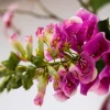Fuchsia Finesse 5