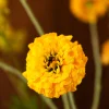 Golden Yellow 3
