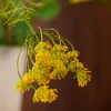 Golden Yellow 4