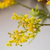 Golden Yellow 6