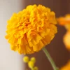Golden Yellow 7