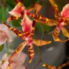 Indian Summer 4