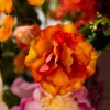 Indian Summer 7