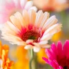 Instant Happiness 5