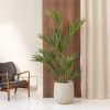 Kentia Palm 1