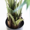 Kentia Palm 2