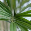 Kentia Palm 3