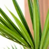 Kentia Palm 4