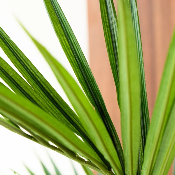 Kentia Palm 4