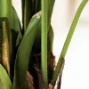 Kentia Palm 5